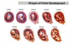 How Does A Baby Grow In The Womb In 9 Months