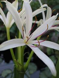 Image result for Crinum harmsii