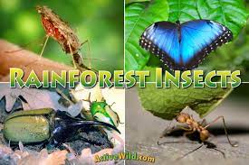 Rainforest Insects List Insects That Live In Rainforests Pictures Facts