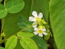 Image result for Oxalis barrelieri