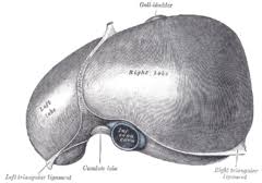 This diagram depicts liver location and explains the details of liver location. Liver Wikipedia