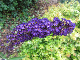 Purple blooming trees in alabama. The Southern Gardener Purple Plants Give A Garden The Royal Treatment Home Garden Annistonstar Com
