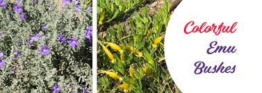 Our catalog features almost 600 different plants. Want Unexpected Amazing Color You Can Have It With An Emu Bush Arizona Summerwinds Nursery