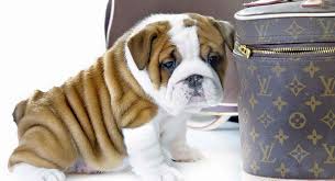 Miniature english bulldog, ohio » batavia township. Mini Bulldog Is The Miniature English Bulldog Right For You