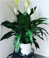 11 Plantes Depolluantes Qui Purifient L Air De Votre Maison Sans Entretien Plante Chambre Plantes Depolluantes Peace Lily