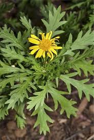 Image result for Euryops chrysanthemoides