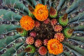 The longest living cactus is thought to be the saguaro cactus, which is native to the desert of arizona and mexico. Barrel Cactus In Bloom Cactus