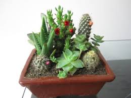 Before you smudge, you must open the windows or a door to allow the negative energy to escape. 11 Indoor Plants That Absorb Negative Energy Remove Negative Energy