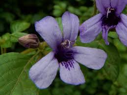 Image result for Dyschoriste transvaalensis