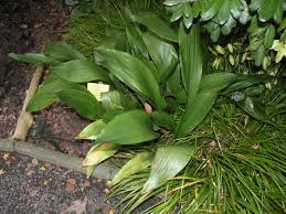 Image result for Kořenokvětka Aspidistra