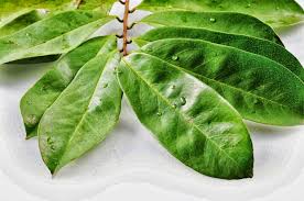 Sihat Dengan Kembali Ke Herba Anti Kanser Alami Daun Durian Belanda