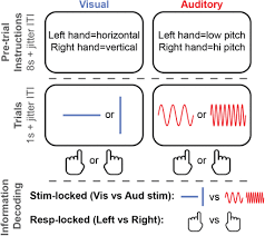 Shop the top 25 most popular 1 at the best prices! Causal Emergence Of Task Information From Dynamic Network Interactions In The Human Brain Biorxiv