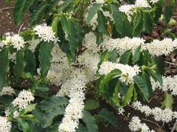 Image result for Coffea racemosa