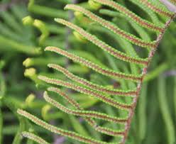 Image result for Gleicheniaceae