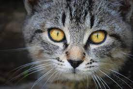 Such shunts can be present from birth or can develop over time, but usually show up within the first year of a cat's life. Liver Tumor In Cats Symptoms Causes Diagnosis Treatment Recovery Management Cost
