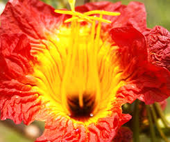 Image result for Fernandoa