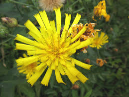 Image result for Hermbstaedtia scabra