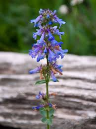 Image result for Penstemon