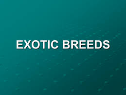 Half american brahman and half simmental. Six Exotic Breeds Of Cattle Ppt Presentation Click Here To Open