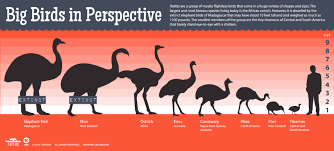 Birds That Cant Fly Big Birds Can T Fly Big Birds In Perspective Nature Pbs Big Bird Birds Birds Flying