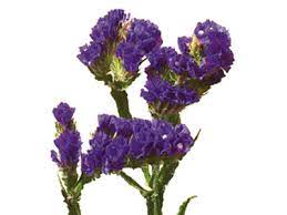 Statice Flower Meaning Symbolism Teleflora