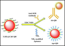 Image result for Modified Apt Test
