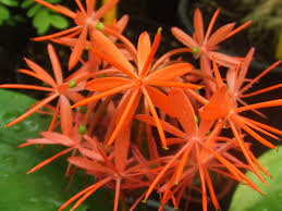 Image result for Scadoxus cinnabarinus