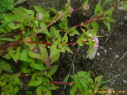 Image result for Persicaria nepalensis