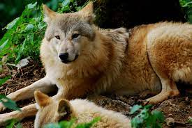 Himalayan Wolf At Himalayan Zoological Park Wolf World Wolf Conservation Center Wolf