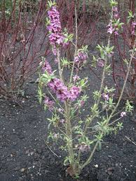 Image result for Daphne mezereum