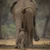 African elephants are the largest land animals on earth. 1