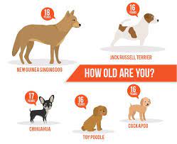 Lifespan Of A Dog: A Dog Years Chart By Breed
