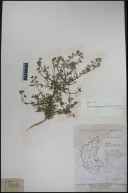 Image result for Vahlia dichotoma