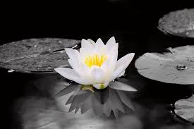 Pin On Flowers Wallpapers
