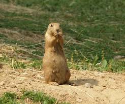 Image result for Cynomys gunnisoni obrázek