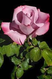 Pink Rose Is Looking Osm Pink Flower Photos Beautiful Roses Flower Photos