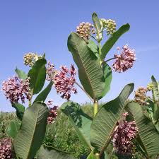 Image result for Psorospermum mechowii