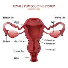 The menstrual cycle is an important process which helps regulate the female reproductive system. 311 Best Female Reproductive System Images Stock Photos Vectors Adobe Stock