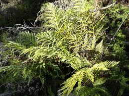 Image result for Todea