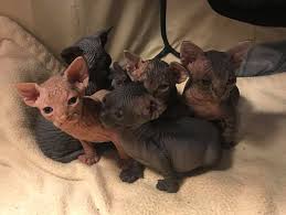 If you can't find a sphynx cat the day you go in, just go back a few days later and they will have a completely new set of cats to look at. Nicely Naked Sphynx Home Facebook