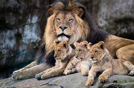 Beautiful Animal Family Portraits You Will Want To Put Over Your Fireplace Animals Beautiful Lion Family Animals