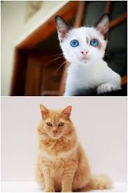Cat Loving Tactics You Should Considercat Loving Recommendations In 2020 Cat Care Cat Care Tips Cats