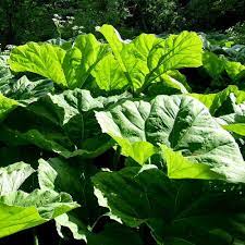 Remember that only the rhubarb stalks are edible, so cut off the rhubarb . Showing Food Alaska Wild Rhubarb Foodb