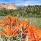 Wildflower Walk