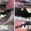 0:31 shortline dental recommended for you. 1