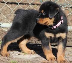 As one of the oldest herding breeds, rottweilers currently fill such roles as guard dog, police dog, and they assist in search and rescue missions. Sweet Fun Loving Akc German Rottweiler Puppies For Sale In Jacksonville Florida Classified Americanlisted Com