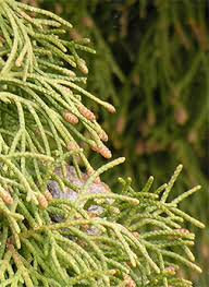 Image result for Cupressus sempervirens