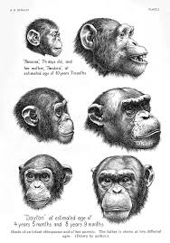 Http Digicoll Library Wisc Edu Primate Data Images Mmbib Pclarts Pcla2500 Xlarge Pcla2057x Jpg Monkey Art Animal Drawings Animal Sketches
