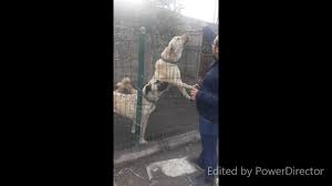 Has Kangal Kopegi Coban Kopegi Youtube