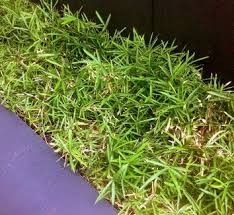 Image result for Pleioblastus fortunei